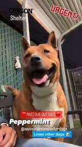 1.5K views · 198 reactions | Rescued  FINAL NOTICE Past DUE OUT...