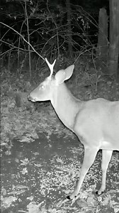 One-Antler Buck Up Close at Night | Rare Deer Sighting on Thanksgiving Eve! #shorts