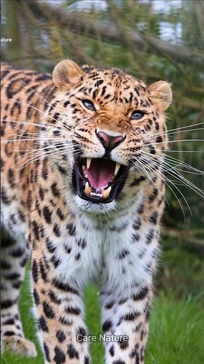 SHOCKING Truth About Amur Leopard's EXTINCTION Risk