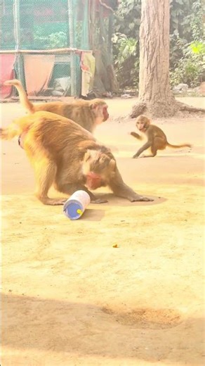Monkey Gets Scared Peeking Into a Box 😳🐒