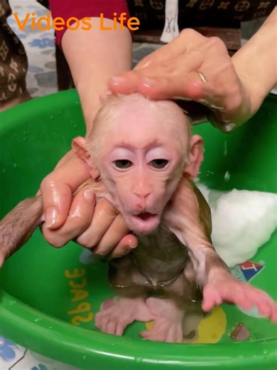 Deep clean the baby monkey