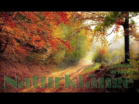 Nature sounds: autumn in the forest