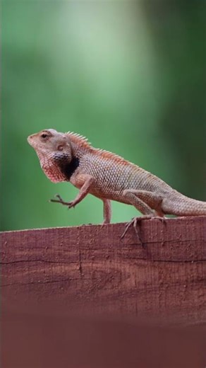 Learning Wildlife Photography 🦎 | Practice Clip