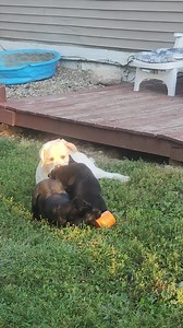 Bruno, Bossa and Green collared boy. #instagood #instagramdogs #instagrampuppy #instagrampuppies #instagramretrievers | Black Rock Labrador Retrievers