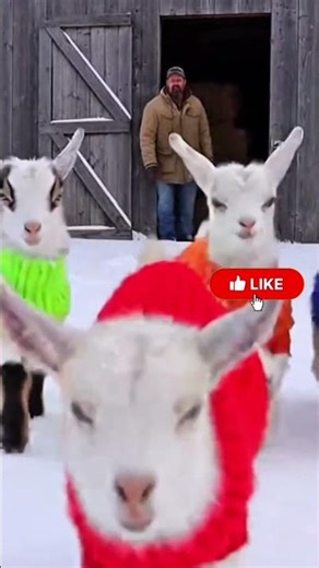 Funny Goats Wearing Sweaters Run Into The Snow