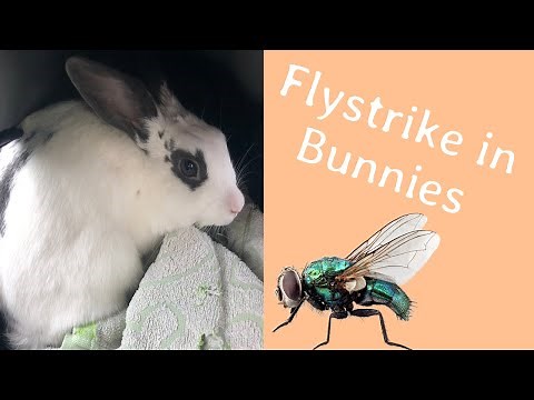 Flystrike in Bunnies