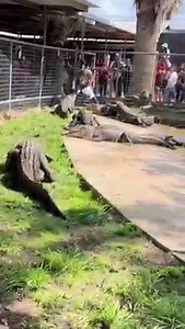 Watch Jarrod HAND FEED the strongest jaws on the planet! Make wild memories with your reptile loving kiddos this Fourth of July weekend by attending Animal World & Snake Farm Zoo’s summer Croc Show! Don't miss us this Sunday at 3 O'Croc! More about our Croc Show at the link below! https://www.awsfzoo.com/exclusive-summer-croc-show/ | Animal World & Snake Farm Zoo | Facebook
