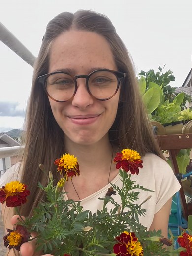 Tagetes 🌼 #dedoverde #hortas #hortaorganica #hortaemvasos #horta #hortaemcasa #hortaurbana #hortacaseira #hortaorgânica #hortaemapartamento #jardim #jardinagem #tagetes