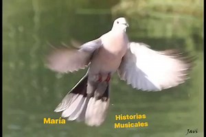 ESTELA NUÑEZ LA PALOMA Si a tu ventana llega una paloma... trátala con cariño que es mi persona... tómala entre tus manos y dale alivio... ❤ | Historias musicales