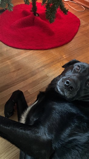Nikki Bee on Instagram: "🎄🎄Free Pattern 🎄🎄 Come make a tree skirt with me! This quick big needle knit tree skirt will add a touch of you to the family tree 💕 the kids love to decorate the tree but I find that the tree lacks a bit of my personality… so I added a cozy tree skirt This should take you 2 weekends to knit, depending on how big you make it! The dogs think it’s their blanket if I go too big so I kept mine around the one ball mark Yarn: @knit_picks Brava 500 in colour Red Needles: 8