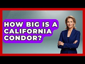 How Big Is A California Condor? - Bird Watching Diaries