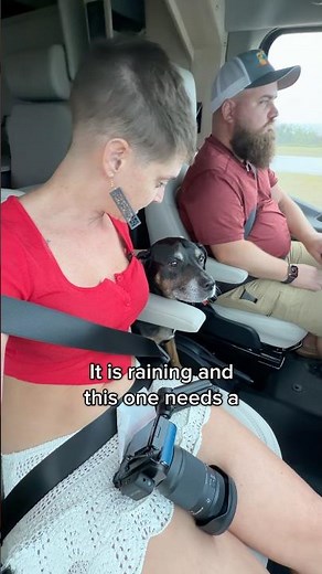 the dog loves to travel 🥰🐾