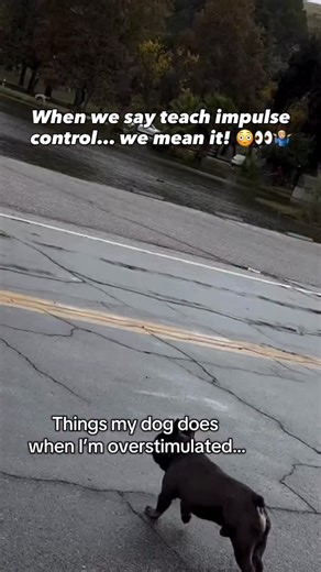 Cherry Hoggs | Dog Training on Instagram: "Impulse control isn’t just a nice skill — it’s essential. ✔️ It’s the difference between a dog who bolts out the door into traffic… and one who pauses, checks in, and stays safe. One second of impulse can lead to disaster. ✔️ Teaching your dog to wait, to think before acting, is one of the most powerful forms of obedience — and in some cases, it could literally save their life. ✔️ Impulse control is the foundation of calm behaviour, focus, and trust. It