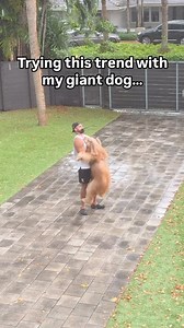251K views · 125K reactions | Haven’t seen any big dogs doing this trend… #goldendoodle #dogdad #bigdog | Brodie That Dood | Facebook