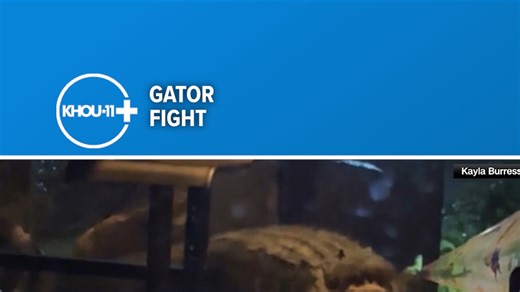 Fighting alligators crash through Florida homeowner’s lanai