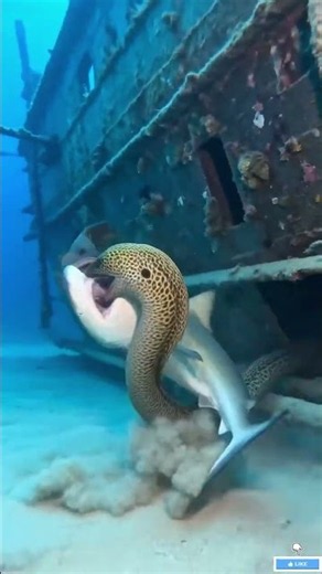 The Abyss Sets a Trap… But the Monster Strikes First Deep Sea Attack #Shorts
