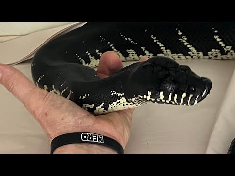 Breeding Tropical Snakes 2, Points I bet you didn’t know!