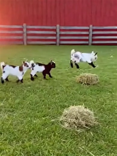 Adorable Baby Goats Enjoying Life on the Farm