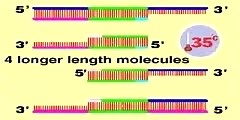 The polymerase chain reaction (PCR)
