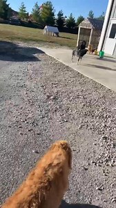 21K views · 87 reactions | #Peru Anybody missing a Blue Heeler Update. Owner has been located. | Peru Scanner | Facebook