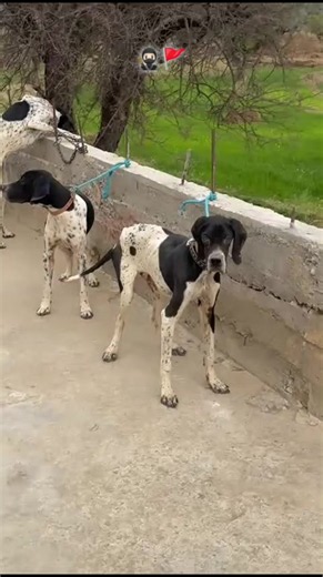 English Pointer puppy video — bhimber_azad_kasmir