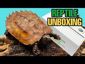 Unboxing 3 New Reptiles! Black-breasted leaf turtles (Geoemyda spengleri)