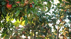 1M views · 100 reactions | Myth or Fact: Was the Forbidden Fruit Really an Apple? #TeamSonia #everyoneシ゚ #followers #highlightsシ゚ #friends #highlights2025 #DidYouKnow #fbreelsfypシ゚ | Sonia Triplet | Facebook