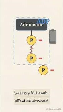 Class 9 Biology Chapter 8 | How ATP Powers Every Cell
