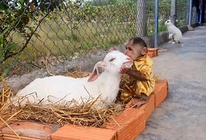 120K views · 1.6K reactions | Smart boy Cutis love little goat, Cutis give best take care to Goat and help cook food for Goat when he hungry | Monkey Show Daily | Facebook