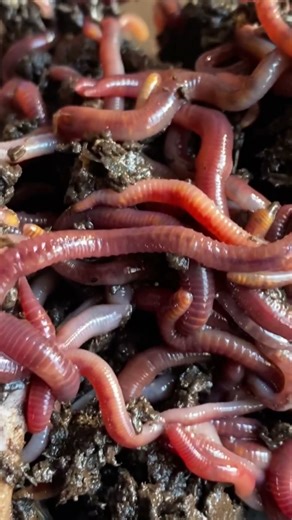#composting #vermicompost #worms #redwigglers #nature #craigscompost #reuse #reduce #recycle