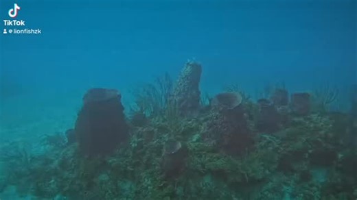 🌊 The Lionfish Invasion: Reef Wrecker on the Loose! 🦁🐟😱 These stunning invaders from the Indo-Pacific have taken over the Atlantic, Caribbean, and Gulf like bosses—no natural predators here! 😤 Major Impacts: • Devour native fish like it’s an endless buffet: One lionfish can slash baby reef fish recruitment by 79%! Overall, they’ve wiped out up to 60-95% of small native fish in hard-hit spots. • Fewer herbivores = algae explosion, smothering corals and turning vibrant reefs into seaweed jung