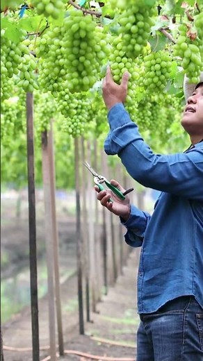 Winter Pruning Techniques Grape Farming #agriculture #farming
