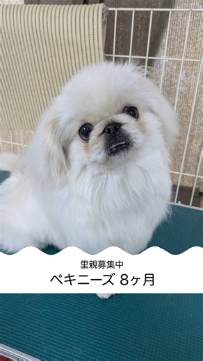 NPO法人 ペット里親会 on Instagram: ""里親募集中" 名前：KAITO 性別：オス♂ 年齢：推定8ヶ月 種類：ペキニーズ ※ペット里親チャンネルよりご応募ください。 https://petsatooya-channel.com/parent_detail.php?id=840 インスタグラム（DMなど）では、譲渡やトライアルに関するお話を進めることができません。 お問い合わせは、上記URLまたはホームページよりご連絡ください。 🏠NPO法人 ペット里親会🐶🐱 ペット里親会は、1992年に代表の上杉が個人で保護活動を開始し、2001年12月にNPO法人として認証されました。 私たちは、一頭でも多くの犬や猫が新しい家族と出会い、終生幸せに暮らせるよう、人間とペットが共存できる成熟した社会の実現を目指しています。 動物愛護センター、廃業ブリーダー、多頭飼育者などから飼育放棄された犬や猫を、年間700〜800頭保護し、新しい飼い主につなぐ活動を行っています。 また、適正飼育や犬猫の不妊手術の重要性を広く理解していただくための啓発活動にも取り組んでいます。 📍 〒35