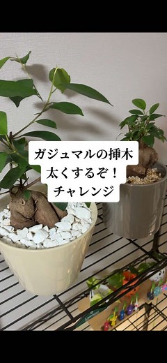 ガジュマルの挿木で幹を太くする方法
