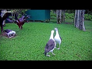 Laysan Albatross Practice Courtship With Dance Party – Mar 13, 2018