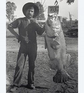 What is the largest Murray Cod ever caught? [2025] | QAQooking.wiki