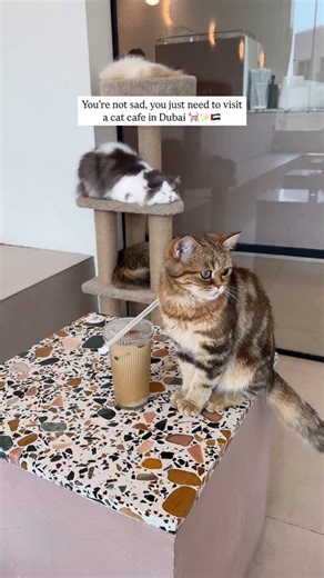 Cat cafe is my new therapy 🐈✨🇦🇪 This has to be every cat lover’s heaven as you’re surrounded by the cuddliest kitties who just want unlimited pets and attention 🥹🫶🏻 You can enjoy your food & drinks while making new cat friends at this gorgeous space.. The staff is super friendly (shoutout to Regine & Adrian) 💯 The experience costs AED 50 per person for 1 hour and the food & drinks are charged separately. Highly recommended for a unique experience and lots of cuddles 🥰 📍 Cat Cafe Vibriss