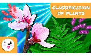 Classification of PLANTS according to their FLOWERS🌼🌳Cryptogams and Phanerogam