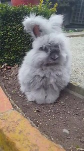 "It's like a wizard enchanted a lint trap." https://imgur.com/gallery/LR8qmdL | Imgur