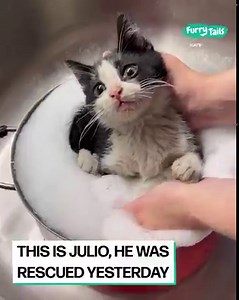 Despite it being his first bath, this kitten was very well-behaved 🛁🐈‍⬛ | Furry Tails