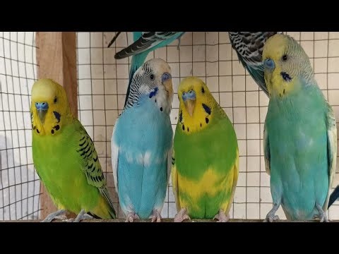 4 Hr Happy Parakeets Singing Eating Playing, Budgies Chirping. Reduce Stress of lonely Birds Videos