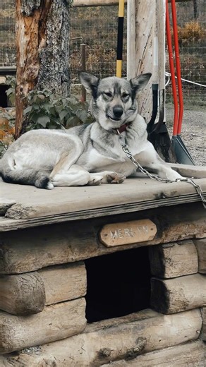 Alaskan Huskies at Denali! 🐾 Meet America’s Only National Park Sled Dogs 🇺🇸❄️