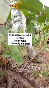 6.6K views · 114 reactions | THE BEST PAG INVESAN SA COCONUTS PALANG...