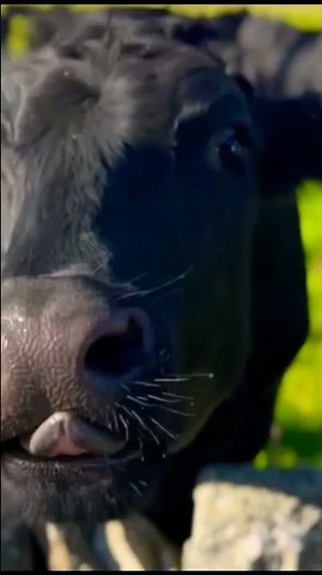 Bos Taurus #ecosystemstudies