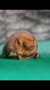 Say hello to Graham, an Eastern red bat that was found after going for an accidental swim in a nearby lake. He was found treading water and extremely weak, but was saved by some kind people that drove him all the way to us! He arrived in style, comfortably nestled in a graham cracker box. He will be released in a few weeks once he's a bit stronger! ❤️ #bat #wildlife #wildliferescue | Bat World Sanctuary