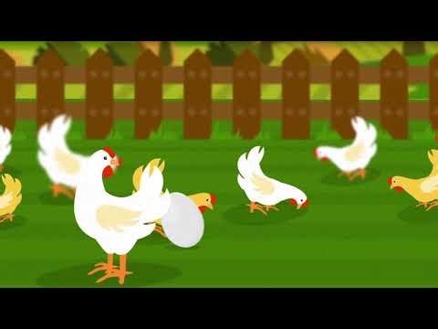 BC Egg – Farm to Table Motion Graphics Video (2017)