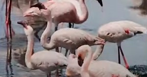 Unparalleled 60,000 Flamingos Flock To Southern France