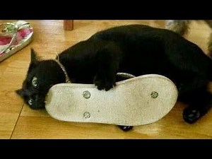 DO 50 PUSH UPS if YOU LAUGH challenge - Best FUNNY ANIMAL compilation