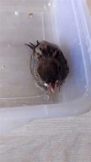 I Found an Injured Little Sparrow Alive! 🐦 | Rescue & Hope #Shorts #birds