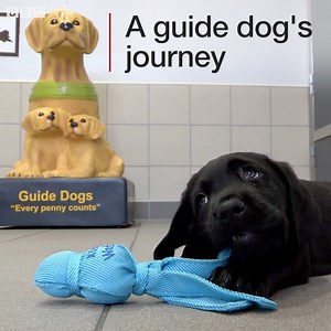 172K views · 41 reactions | How do you make a guide dog from a puppy? | BBC Berkshire | Facebook